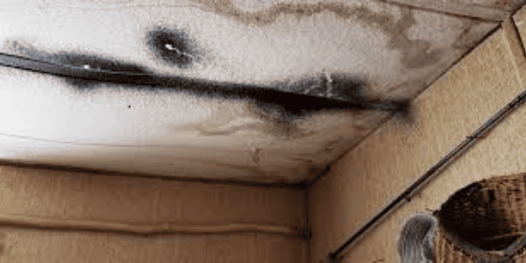 Understanding: Does Homeowners Insurance Cover Mold?